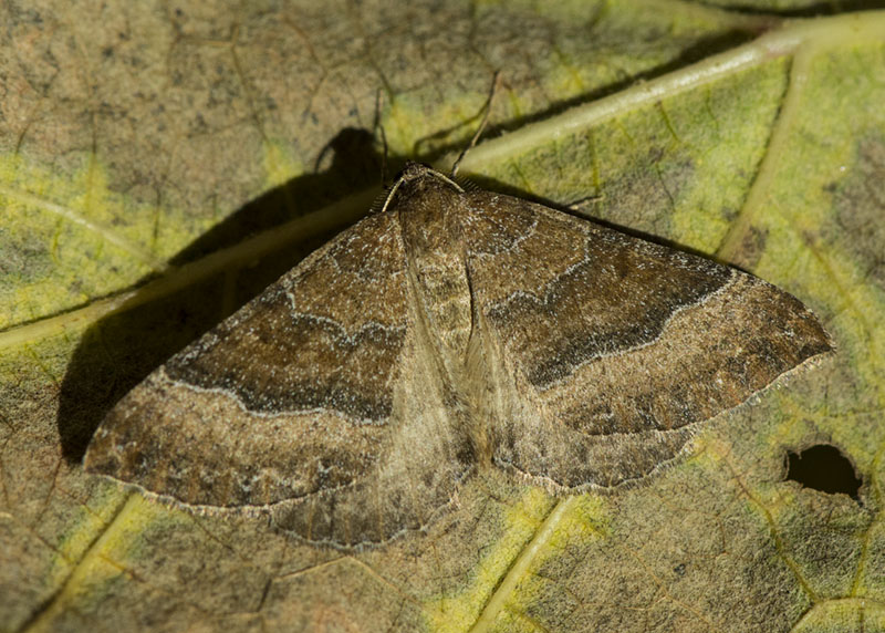 Larentia clavaria - Geometridae